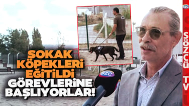 Erdal Beşikçioğlu Sokak Hayvanları Sözünü Tuttu! Sahipsiz Köpekler Bakın Nasıl Eğitiliyor