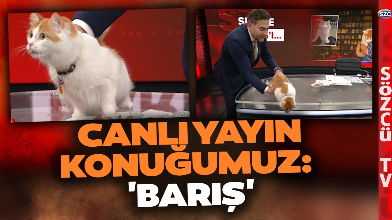 Mucize Kedi 'Barış' Sözcü TV'de! Suriye'deki Çatışmalardan İstanbul'a Uzanan Öykü! Duygulu Anlar